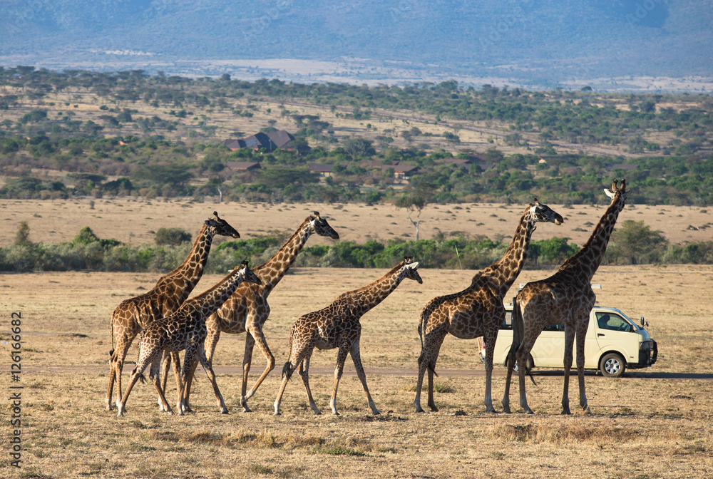 Fototapeta premium Giraffes in Masai Mara National Park Kenia