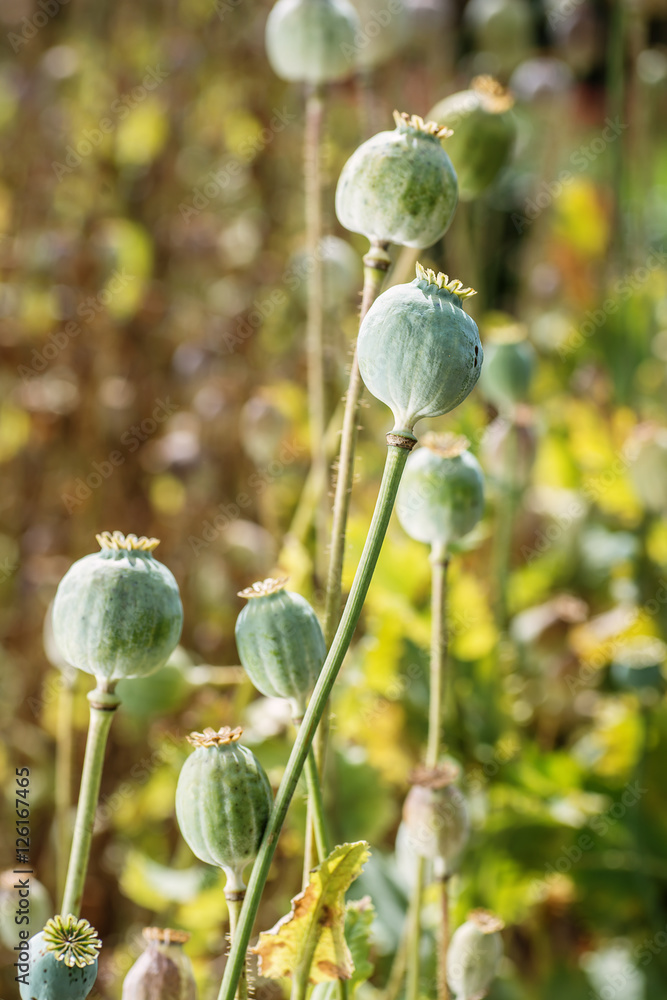 poppy heads, poppy field, poppy heads poppy heads, poppy field, poppy heads