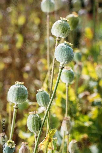 poppy heads, poppy field, poppy heads