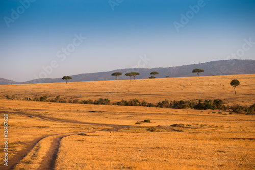 African landscape in Masai Mara National Park Kenia