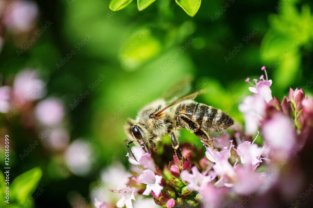 honey Bee perched on a flower collecting pollen, macro bee on flower honey Bee perched on a flower collecting pollen, macro bee on flower