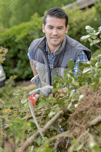 Gardener cutting down branches photo