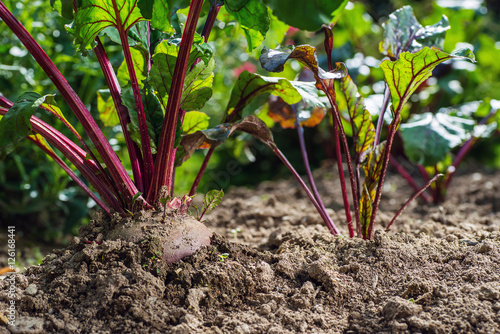 Photos beetroot with fresh leaves in the vegetable garden.