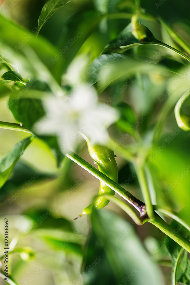 green pepperoni growing in vegetable garden, spicy chili peppers green pepperoni growing in vegetable garden, spicy chili peppers