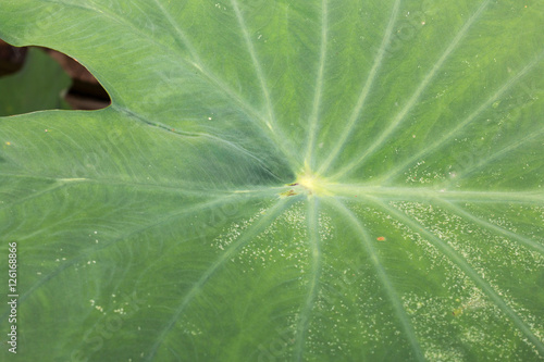 Bilde på lerret green lotus leaf,closeup locus leaf
