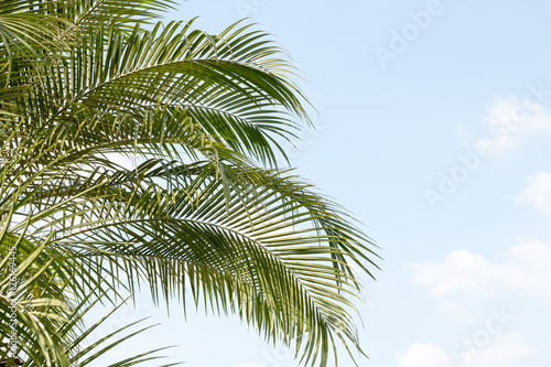 green leaf of palm palm in garden or pak palm is tall palm make oxygen
