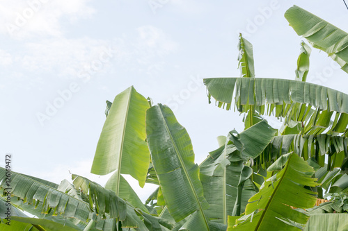 group of banana leaf and sky,cloud and blue sky,copy space,banana leaf can cover desert,