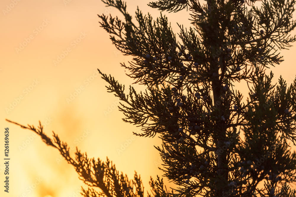 tree branch at sunset tree branch at sunset