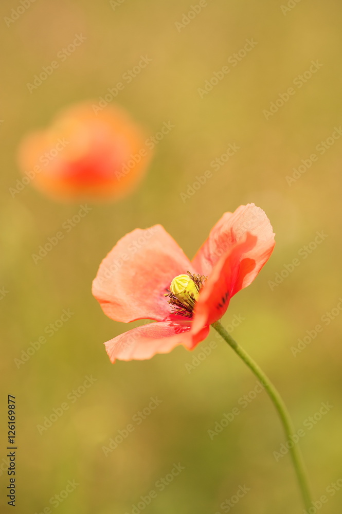 Obraz premium ポピー