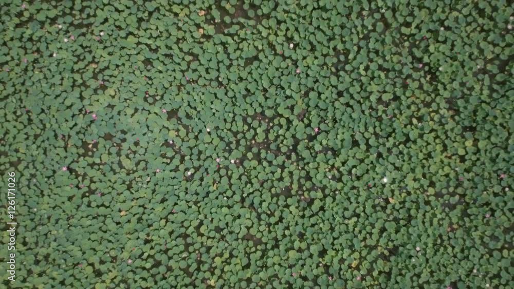 Botanical garden with water lilies drone view Botanical garden with water lilies drone view