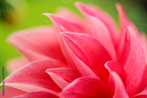 Macro image of a red dahlia flower in fresh blossom  red petals dahlia in garden