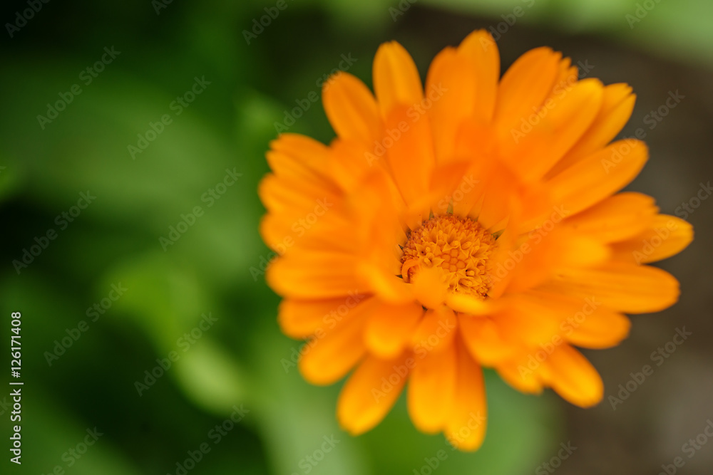 flower calendula officinalis in blooming on meadow flower calendula officinalis in blooming on meadow