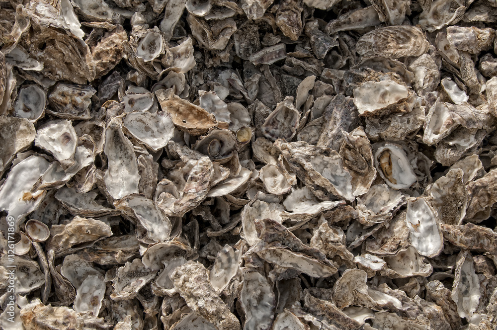 Oyster Shells, Point Reyes