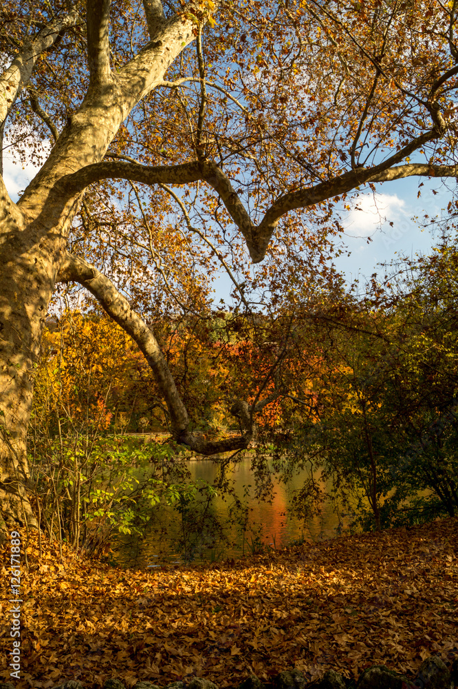 Fototapeta premium Colorfull italian park with trees and autumn colors