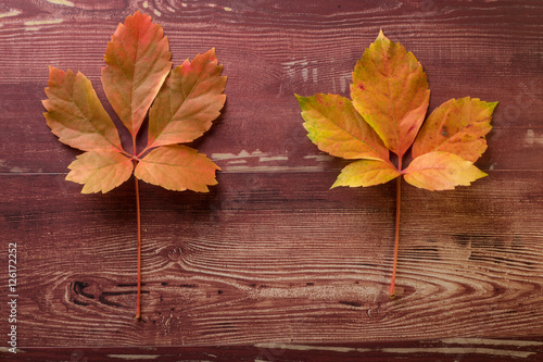 deux feuilles mortes de tailles différentes aux couleurs d'automne sur une planche de bois