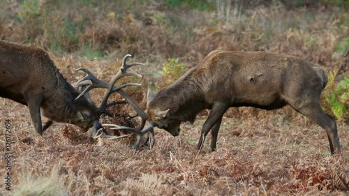 Red Deer stags (Cervus elaphus) fighting or dueling during the rutting season in autumn or fall