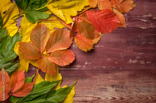 feuilles mortes rouges, jaunes et vertes sur une vieille planche de bois