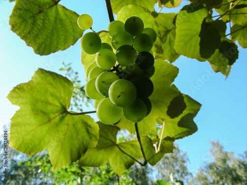 kiść winogron photo