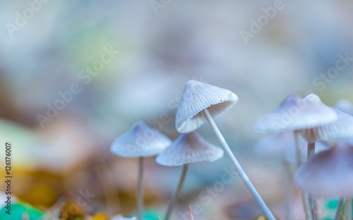 Macro of small uneatable mushrooms growing in autumn forest