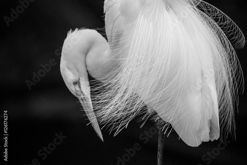 Fototapet Egret in Black and White