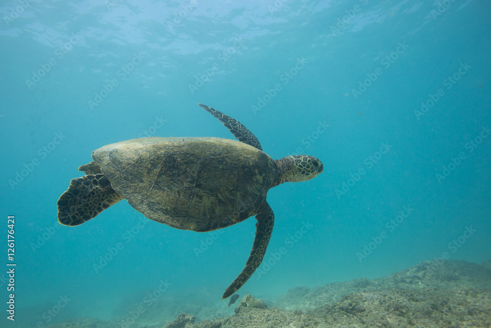Obraz premium Ocean Life in Maldives Waters With Turtle Corals and Fish