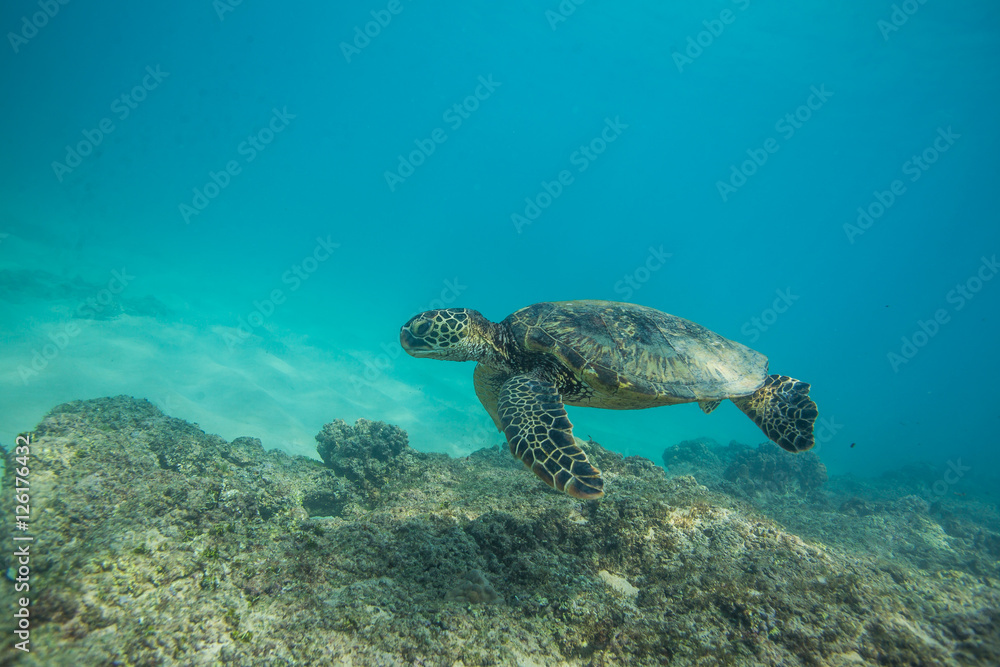 Fototapeta premium Ocean Life in Maldives Waters With Turtle Corals and Fish