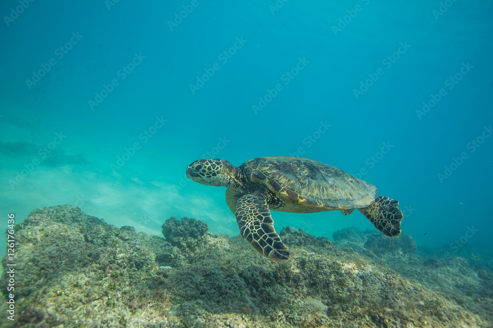 Fototapeta premium Ocean Life in Maldives Waters With Turtle Corals and Fish
