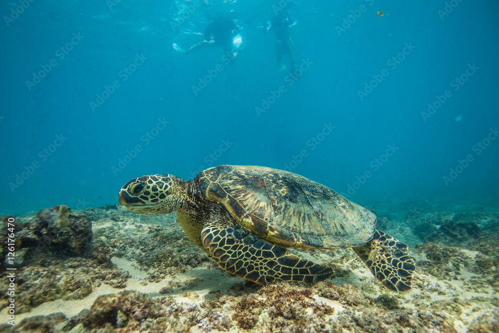 Obraz premium Ocean Life in Maldives Waters With Turtle Corals and Fish