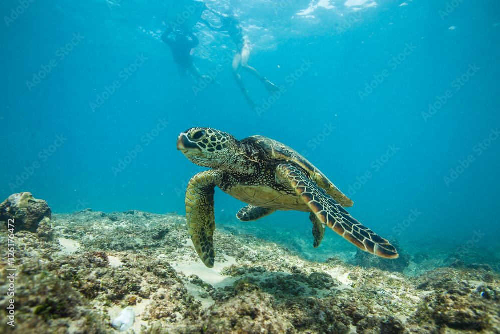 Fototapeta premium Ocean Life in Maldives Waters With Turtle Corals and Fish
