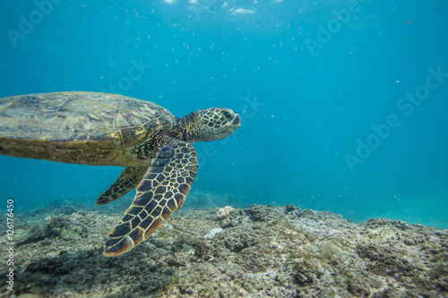 Ocean Life in Maldives Waters With Turtle Corals and Fish © willyam
