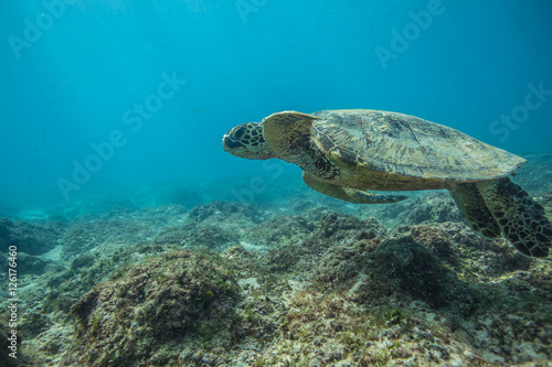 Ocean Life in Maldives Waters With Turtle Corals and Fish