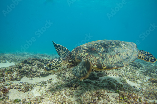 Ocean Life in Maldives Waters With Turtle Corals and Fish