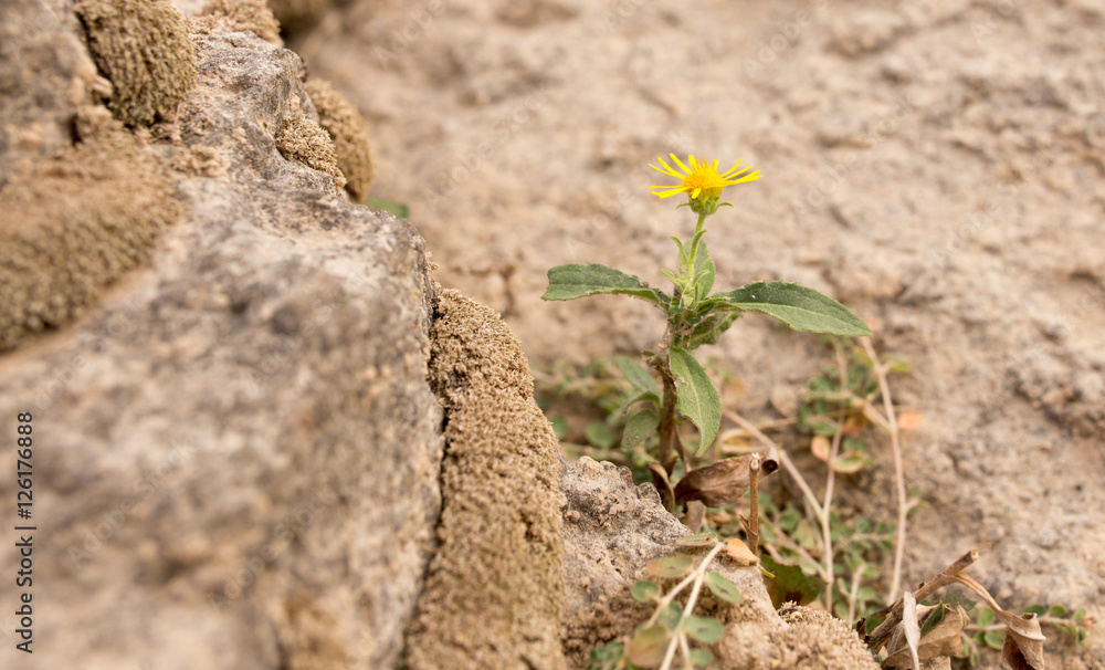 yellow flower in nature stones yellow flower in nature stones