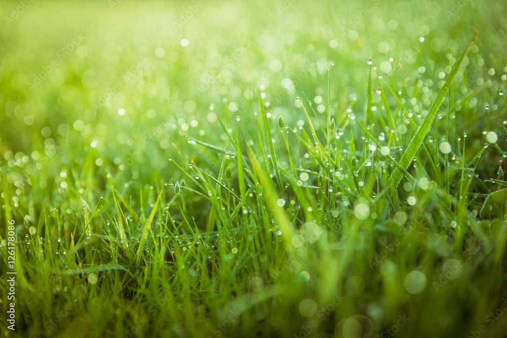 Abstract green morning dew grass closeup background freshness Abstract green morning dew grass closeup background freshness