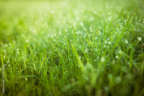 Abstract green morning dew grass closeup background freshness 