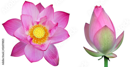 Lotus isolate on white background © mbolina