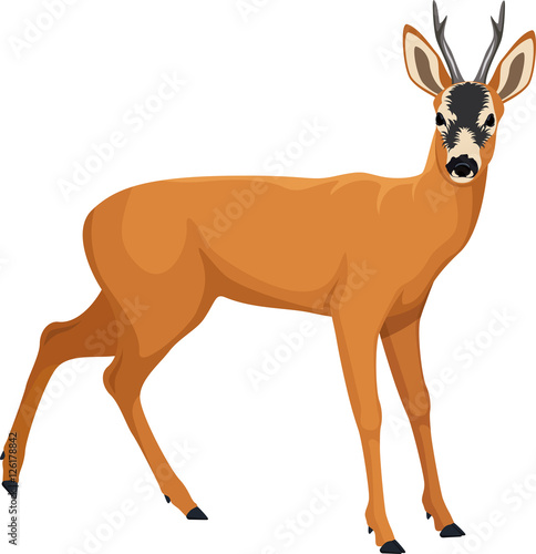 Fotografie, Obraz vector Roe deer