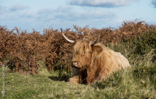 Fototapeta Naklejka Na Ścianę i Meble -  Highland Cattle, Scottish Cattle Breeds, Scotland Cow Breeds
