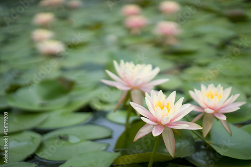 Lotus flowers in Taiwan