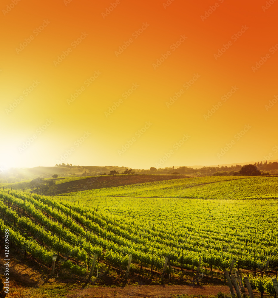 California Vineyard Sunrise Sunset