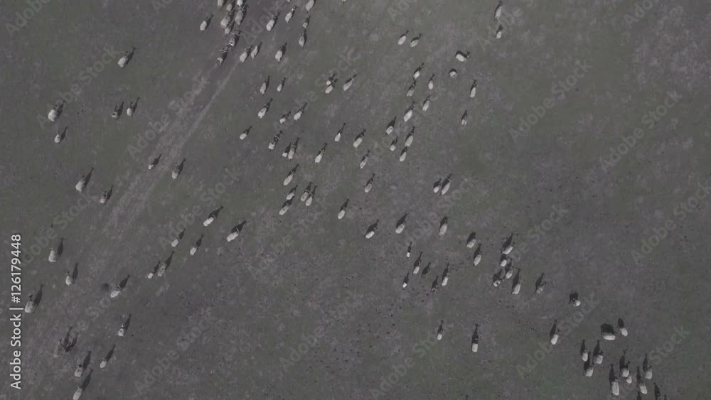 Overhead drone shot flock of sheep on Tibetan grasslands Overhead drone shot flock of sheep on Tibetan grasslands