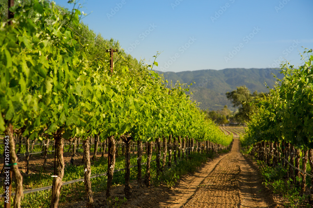 Row of Vineyard Grapvines, Santa Ynez, CA