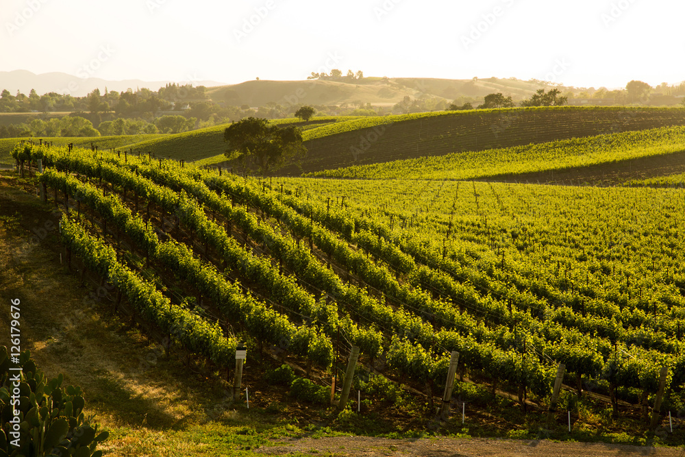 Sauvignon Blanc Vineyard Grapvines On Hillside, Santa Ynez, CA