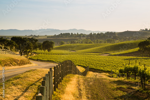 Road Next To Lush California Viineyard, Santa Ynez, CA
