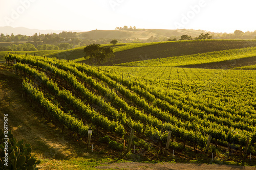 Sauvignon Blanc Vineyard Grapvines On Hillside, Santa Ynez, CA