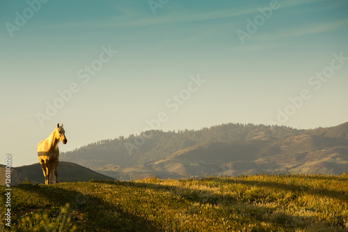 White Horse on Beautiful Hillside