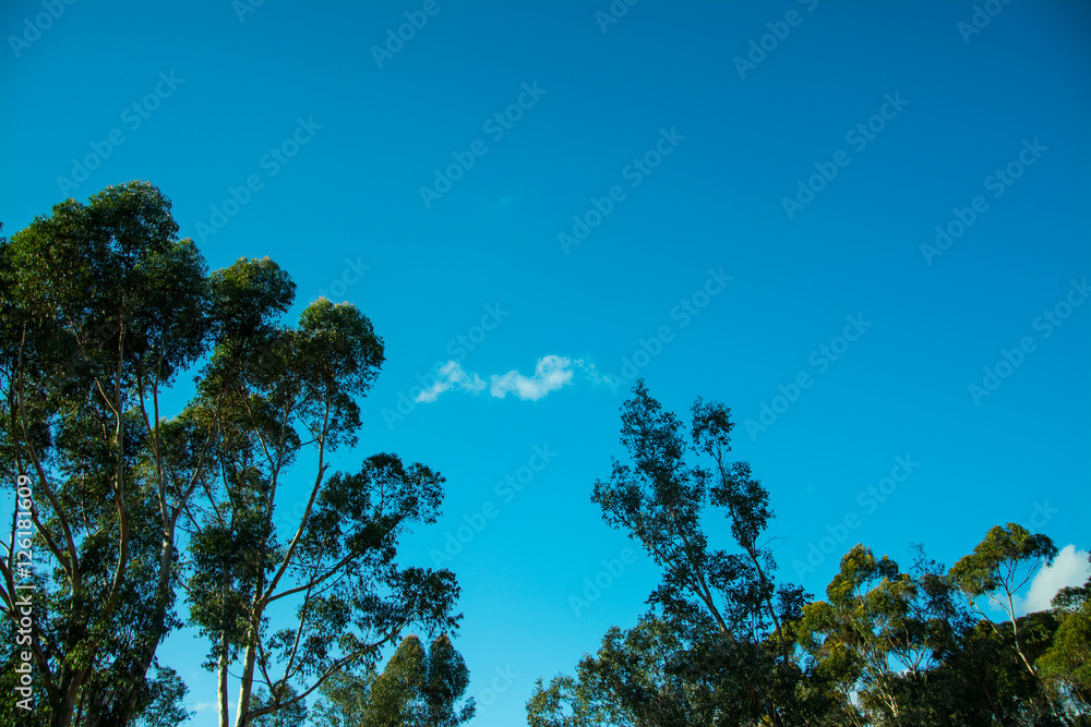 Obraz premium tree eops against very blue sky