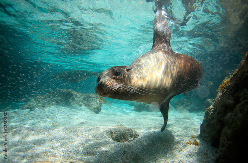 Sea lion swimming underwater © Longjourneys
