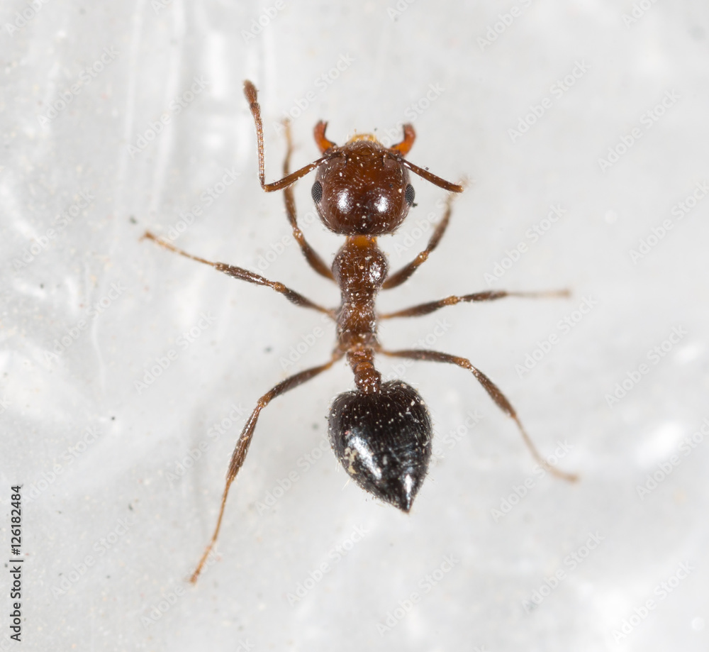 ant in nature. macro ant in nature. macro