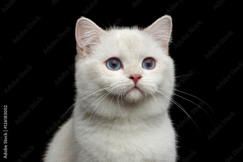 Close-up Furry British breed Cat White color with magic Blue eyes on Isolated Black Background
